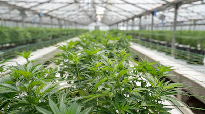 plantes à feuilles vertes à l'intérieur d'une serre