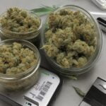 Feuilles de cannabis dans une boite à petri sur une balance électrique