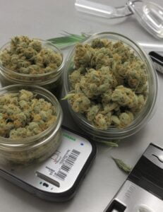 Feuilles de cannabis dans une boite à petri sur une balance électrique