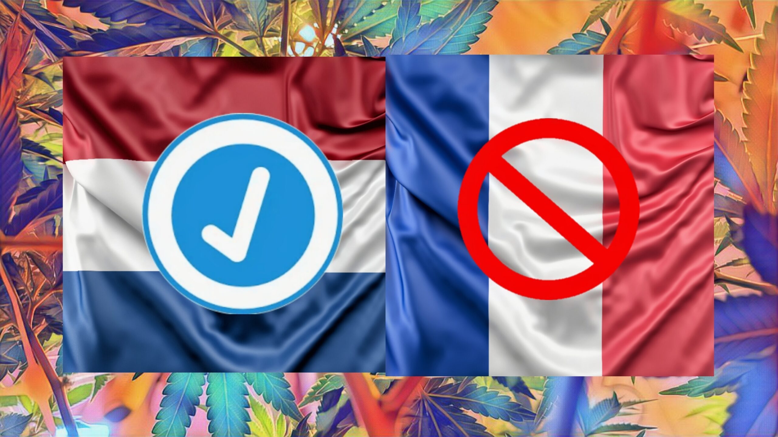 Drapeau pays-bas juxtaposé france sur un fond composé de feuilles de cannabis