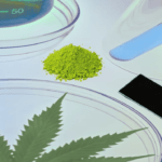 Feuille et poudre de cannabis analyser au laboratoire