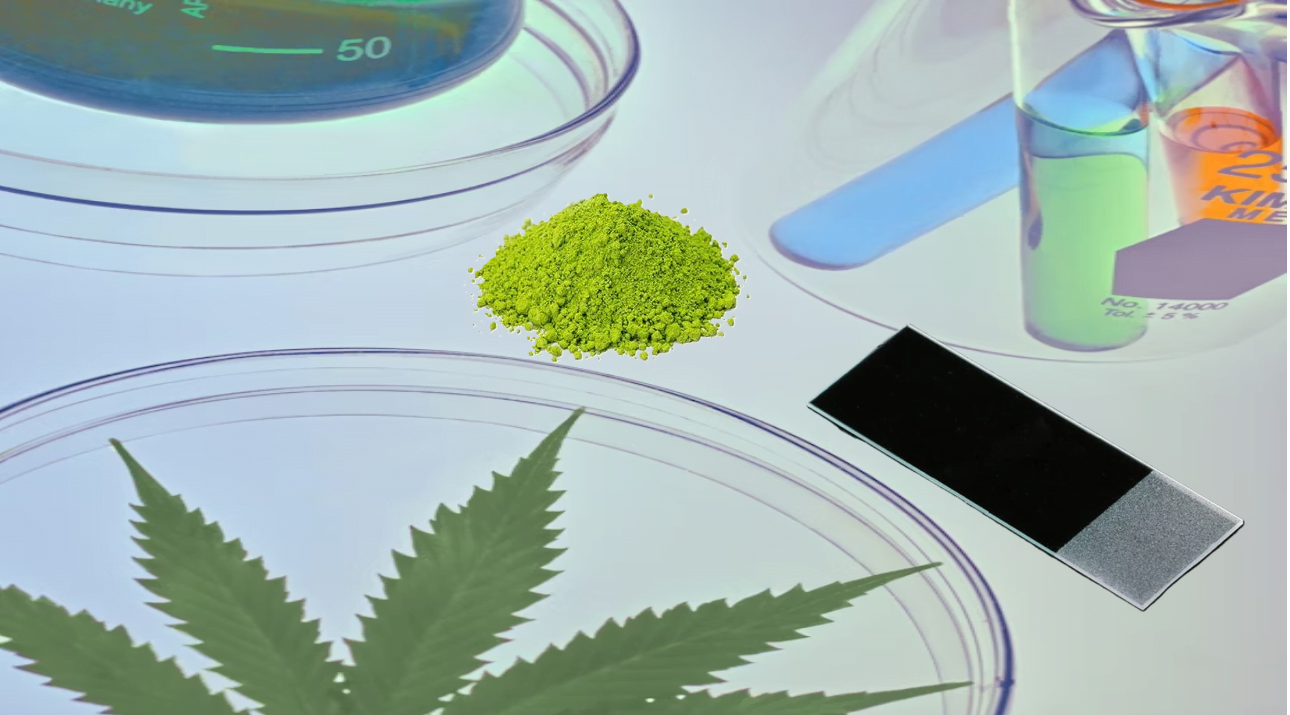 Feuille et poudre de cannabis analyser au laboratoire