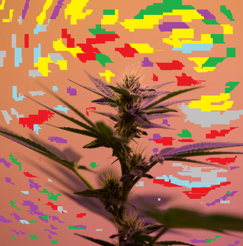 Plante mythique de cannabis en multi couleurs