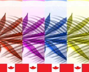 feuilles de cannabis en different couleurs